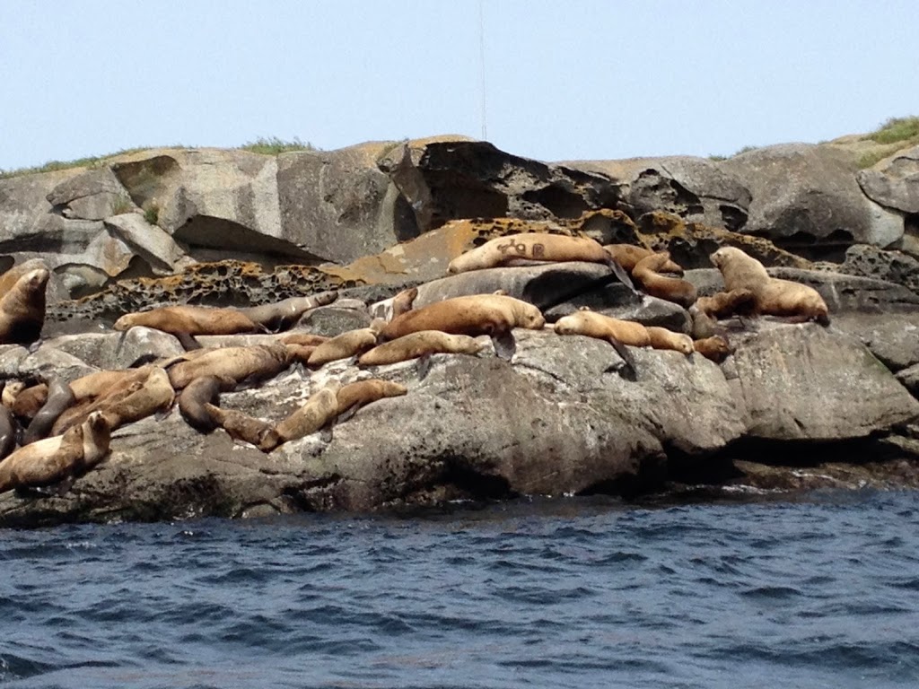 Little Boat Charters | Brechin Boat Ramp, Nanaimo, BC V9S 5T9, Canada | Phone: (250) 619-2048