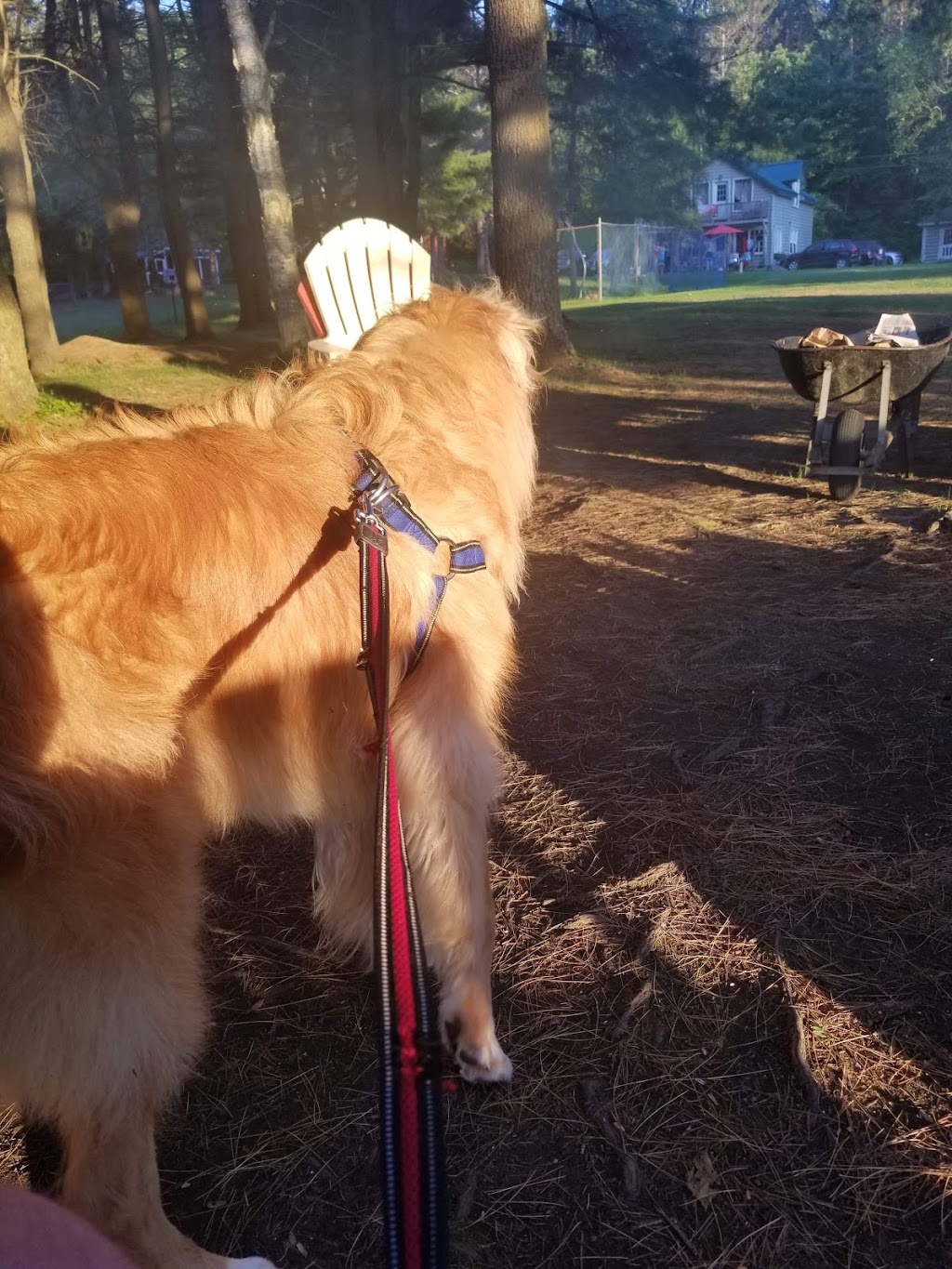 Danas Dog Care | Hobson Rd, Central Elgin, ON N5P 3S6, Canada | Phone: (226) 374-4921