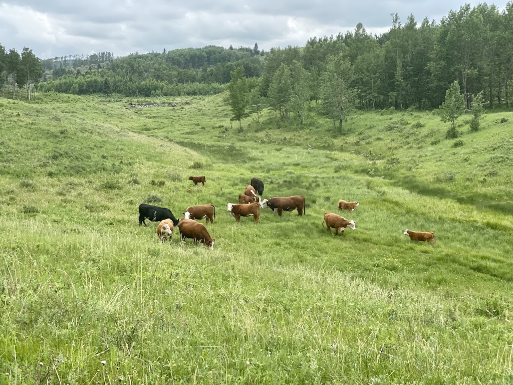 JK Fraser Cattle | 274129 Range Road 33, AB T4C 2Y2, Canada | Phone: (403) 932-2406