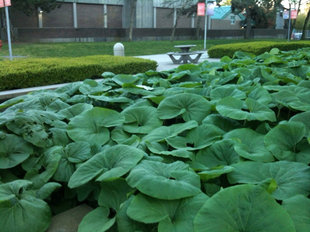 Langara College | 100 W 49th Ave, Vancouver, BC V5Y 2Z6, Canada | Phone: (604) 323-5511