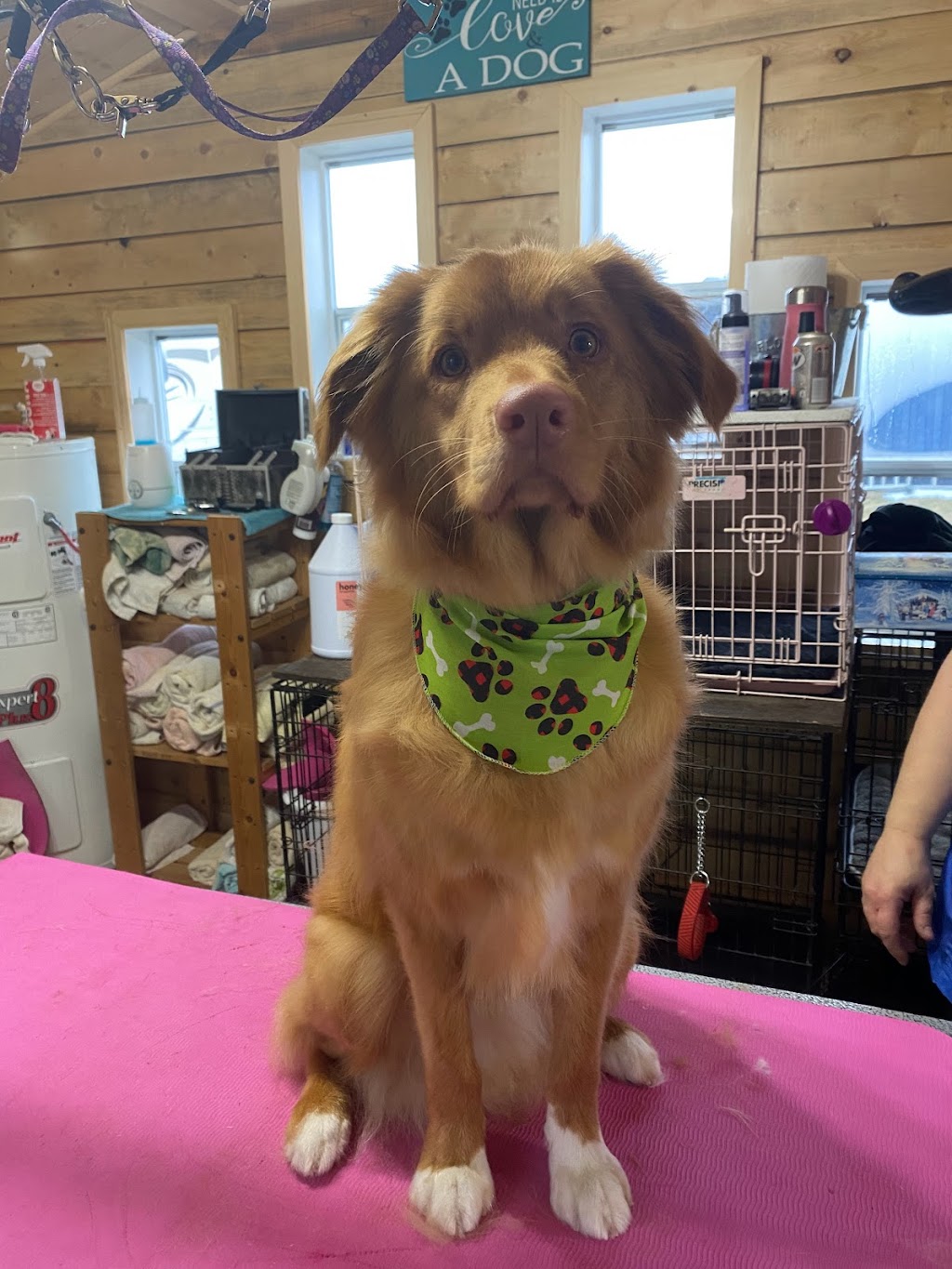 Halos Shih Tzu n Furry Angels Grooming | 1051 Feeners Corner Rd, Upper Northfield, NS B4V 5A6, Canada | Phone: (902) 543-7159