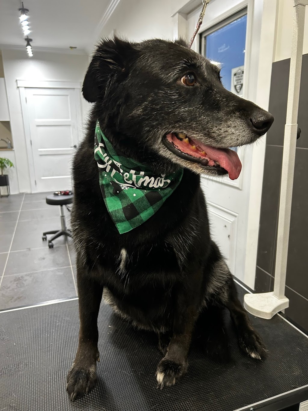 Pawfection Spa | 4468 NB-111, Upperton, NB E5N 3C1, Canada | Phone: (506) 639-7860