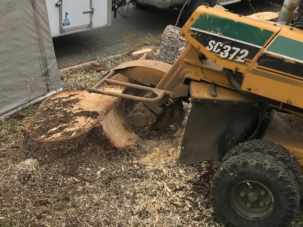Joe Skillen Tree Services Ltd. | 42244 Yarrow Central Rd, Chilliwack, BC V2R 5H8, Canada | Phone: (604) 858-9376