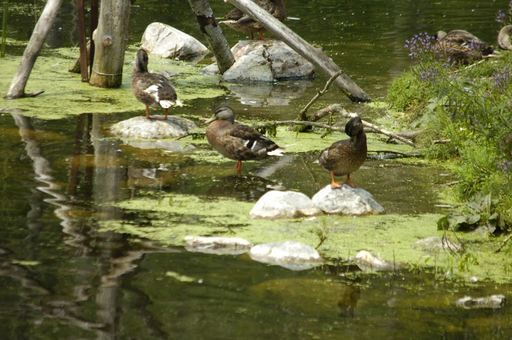 Waterfowl Viewing | 361A Old Finch Ave, Scarborough, ON M1B 5K7, Canada | Phone: (416) 392-5929
