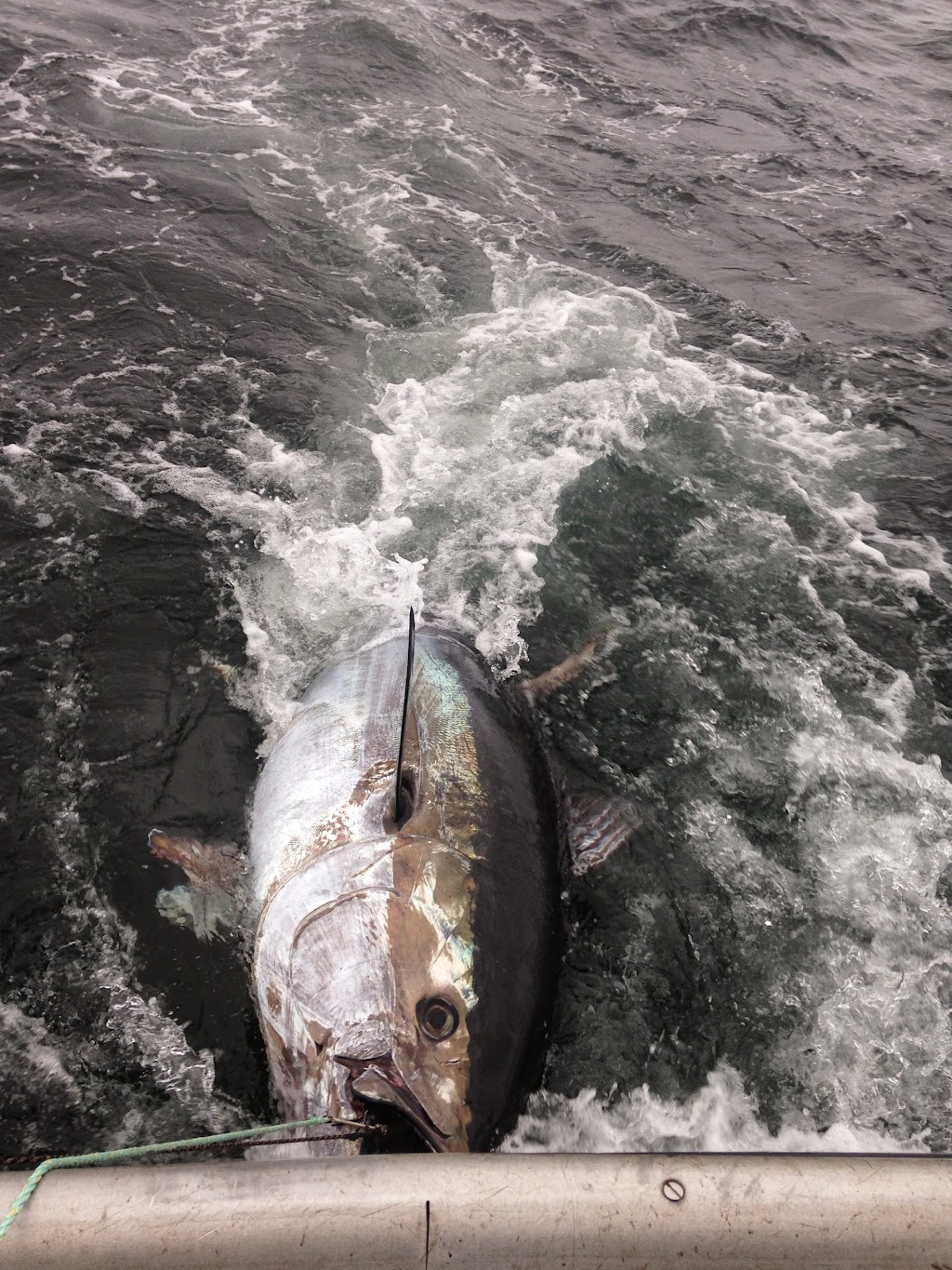 Tide & Time Charters | 14688 Northside Rd, Saint Peters Bay, PE C0A 2A0, Canada | Phone: (902) 393-8690