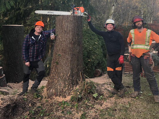 M.Mcconkey Arborist Services Ltd | 34976 Laburnum Ave, Abbotsford, BC V2S 5M7, Canada | Phone: (604) 597-2286