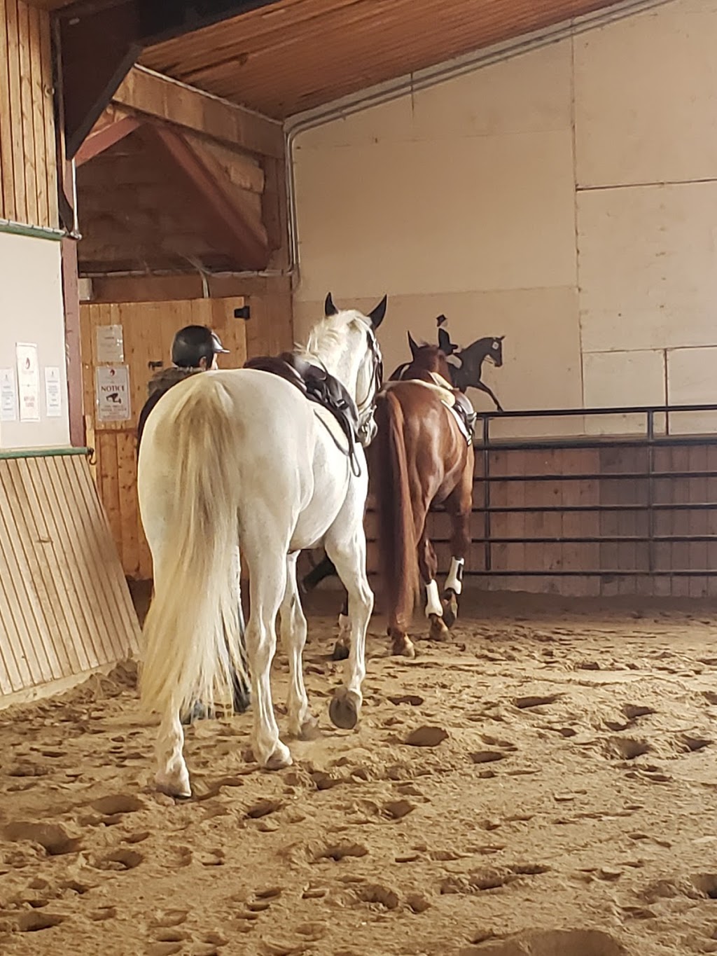 Shenandoah Equestrian Limited | 5503 Blind Line, Burlington, ON L7P 0B1, Canada | Phone: (905) 334-8814