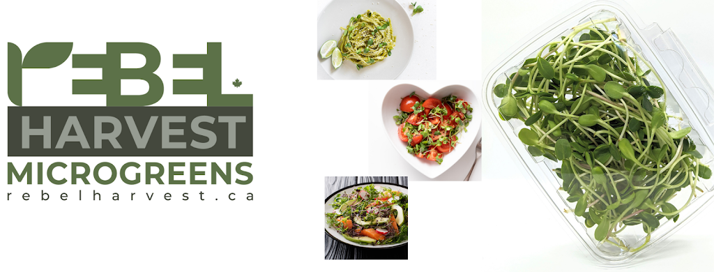 Rebel Harvest Microgreens | 30 Bryan Ct, Kitchener, ON N2A 4J5, Canada | Phone: (647) 860-2130
