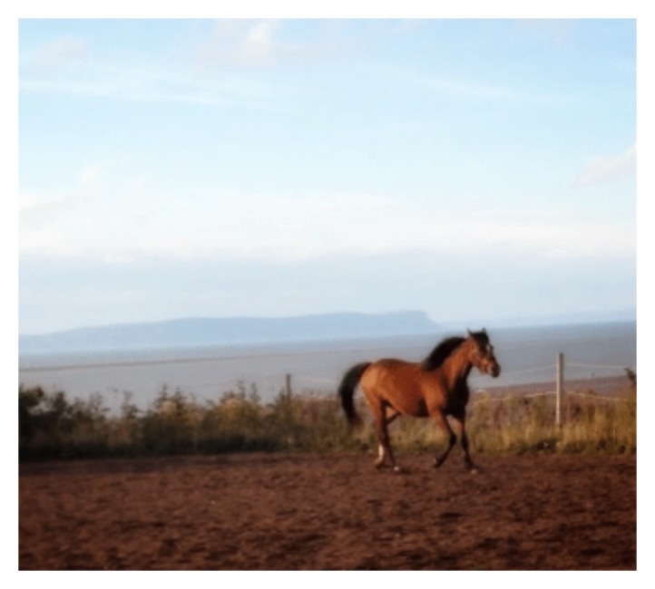 Tidal Treasures Stables | 5895 Highway 215, Kempt Shore, NS B0N 2K0, Canada | Phone: (902) 799-0827