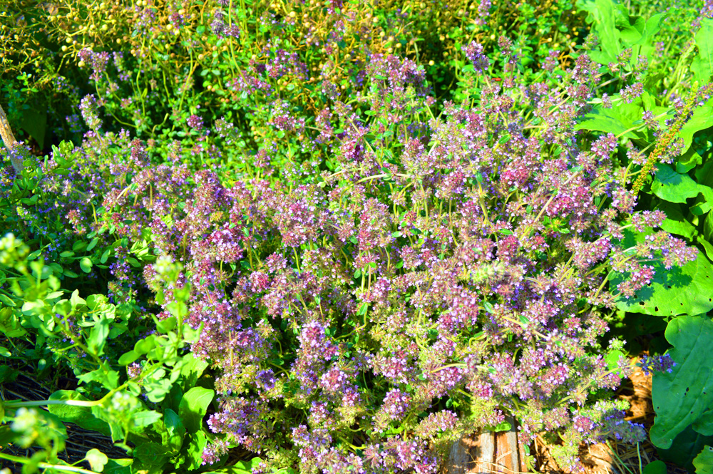Living Landscapes | 2514 Harmony Rd, Corbyville, ON K0K 1V0, Canada | Phone: (705) 313-4769