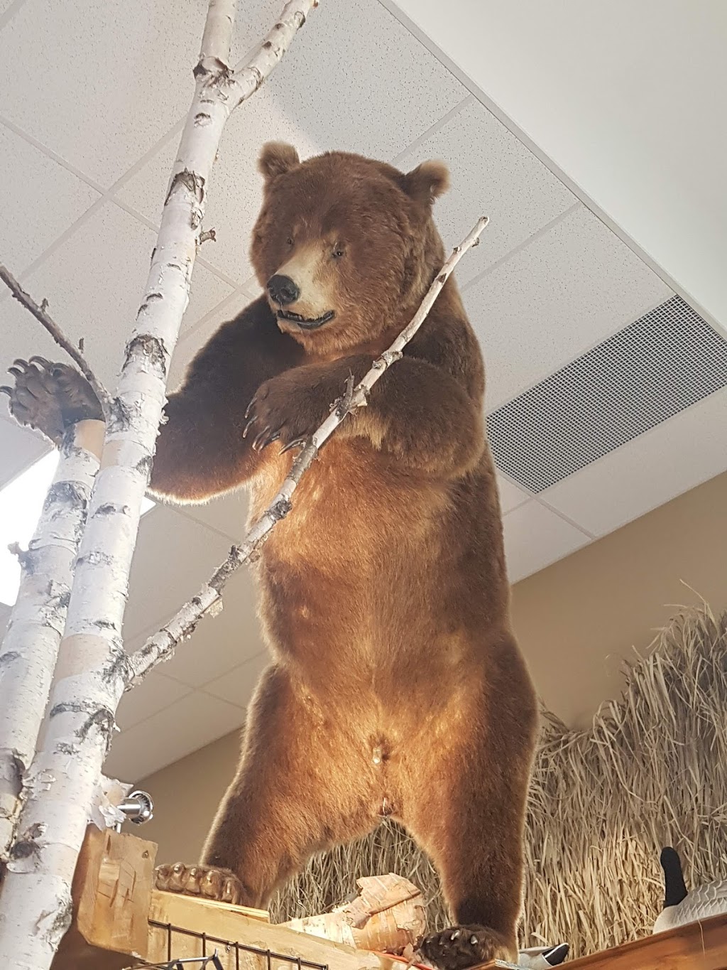 Chasse et Pêche Chicoutimi Écotone / FXR | 2276 Bd Talbot, Chicoutimi, QC G7H 0L2, Canada | Phone: (418) 690-3006
