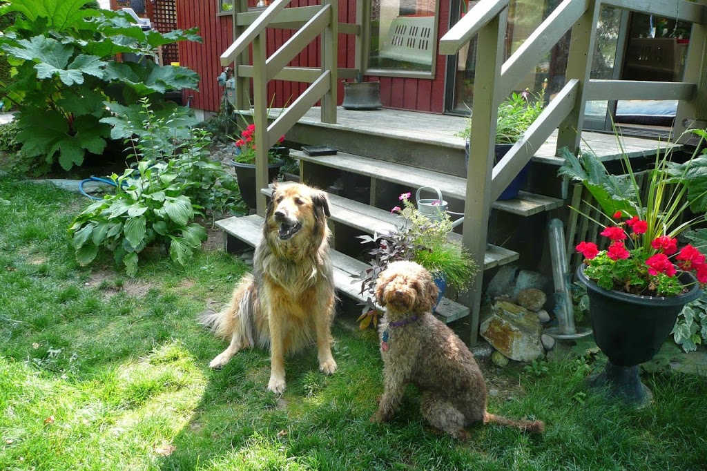 DogZen | Wellington Dr, North Vancouver, BC V7K 1L1, Canada | Phone: (604) 889-4041
