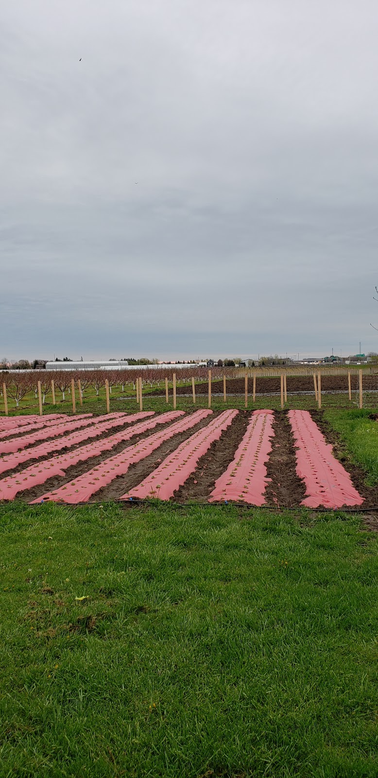 Ritas veggies farm | 4823 Thirty Rd N, Beamsville, ON L0R 1B3, Canada | Phone: (905) 587-0200
