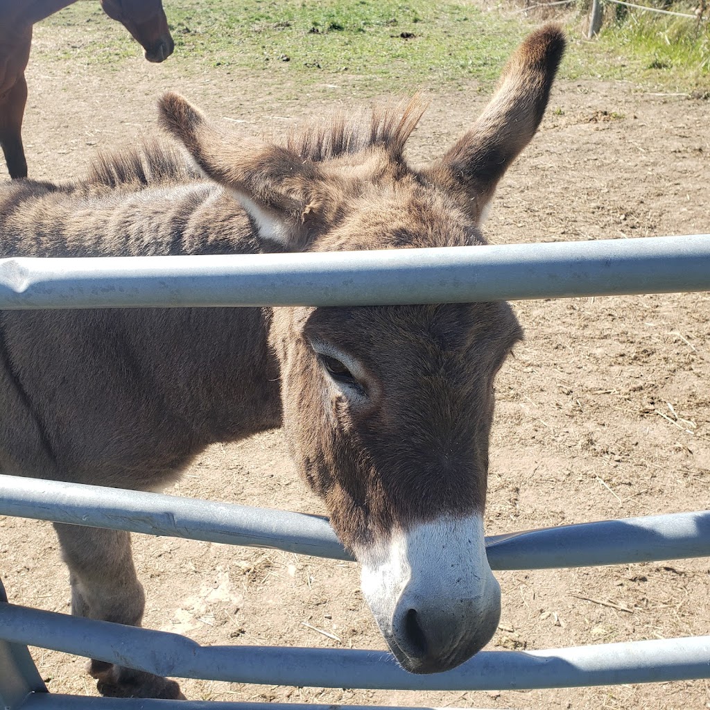 Big Creek Horse Stables - Horseback Riding | 386 Big Creek Rd, Caledonia, ON N3W 2G9, Canada | Phone: (905) 765-5476