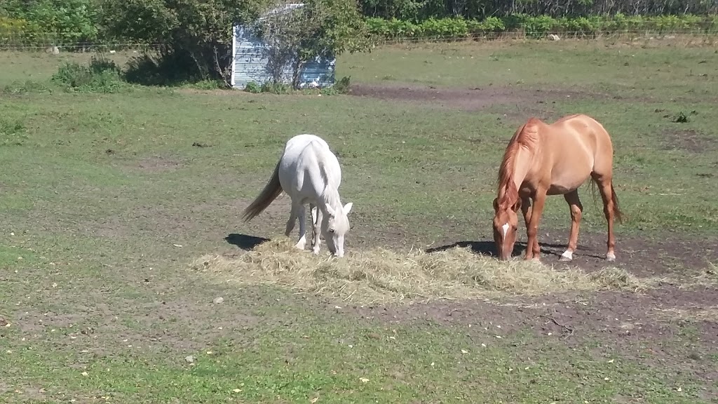 DreamCatcher Farm | 3185 McGarvey Rd, Inverary, ON K0H 1X0, Canada | Phone: (613) 353-9004