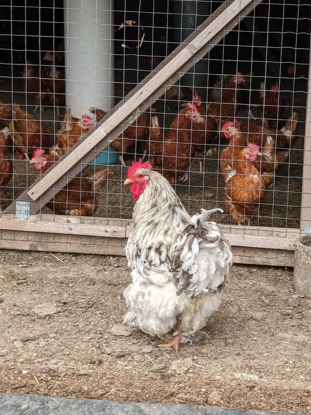 Eco Farming Group | 5876 Lougheed Hwy., Agassiz, BC V0M 1A1, Canada | Phone: (778) 987-1241