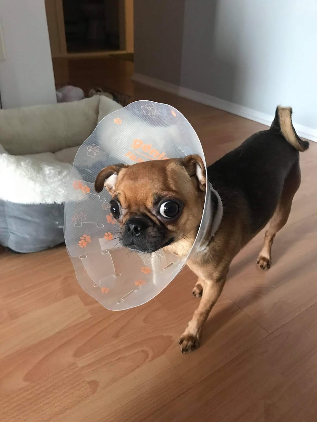 Clinique Vétérinaire Animalia | 273 Boulevard Sir-Wilfrid-Laurier, Mont-Saint-Hilaire, QC J3H 3N8, Canada | Phone: (450) 339-4539