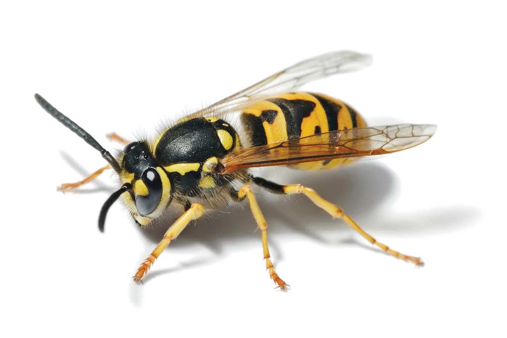 Bug Buggers Pest Control | 600 Central Ave, Saskatoon, SK S7N 2G4, Canada | Phone: (306) 850-4418