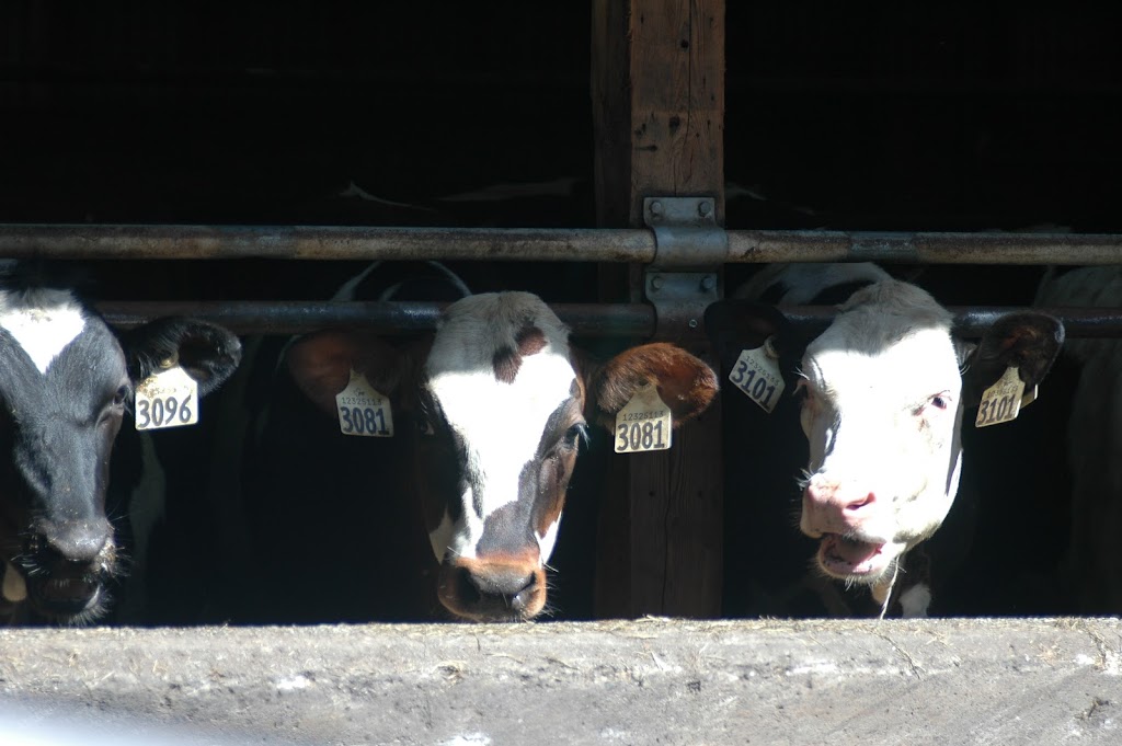 Farm to Garden Organics | 6341 Old East Rd, Victoria, BC V8Y 1R7, Canada | Phone: (778) 426-4626