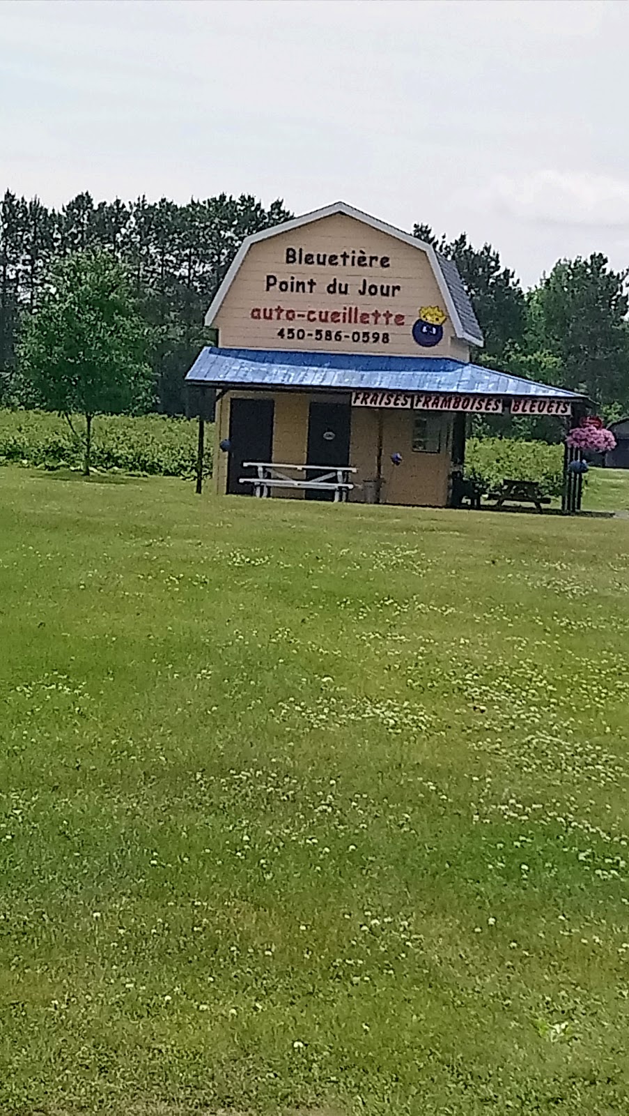 Bleuetière Point du Jour | 330 Rang Point-du-Jour S, Lavaltrie, QC J5T 3P4, Canada | Phone: (450) 586-0598