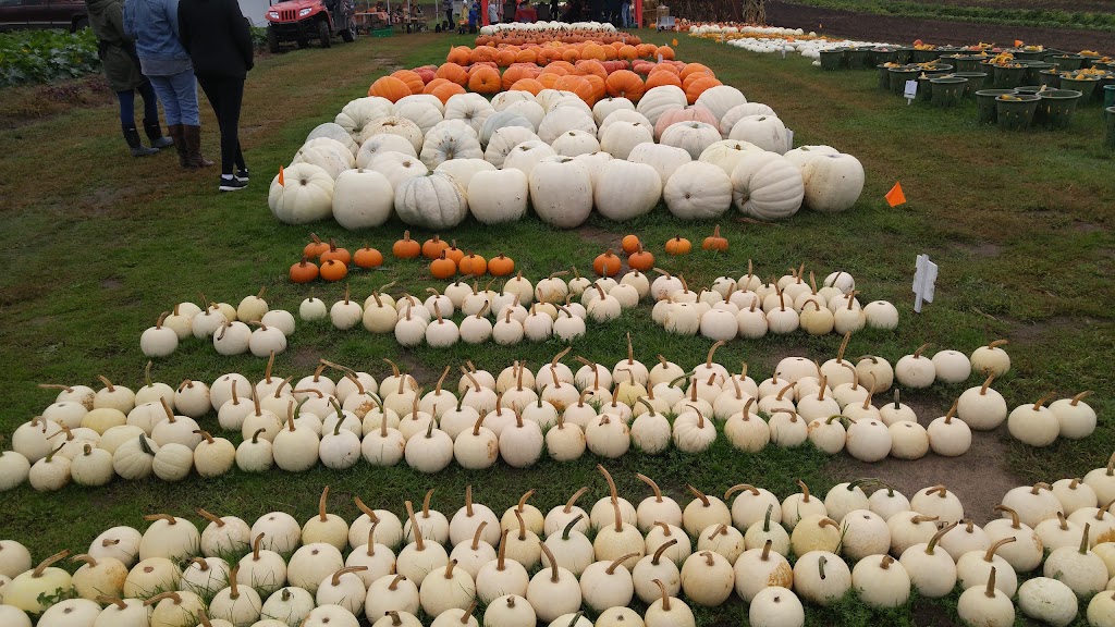 Son in Law Produce Ltd. | 225754 Otterville Rd, Otterville, ON N0J 1R0, Canada | Phone: (519) 410-6383