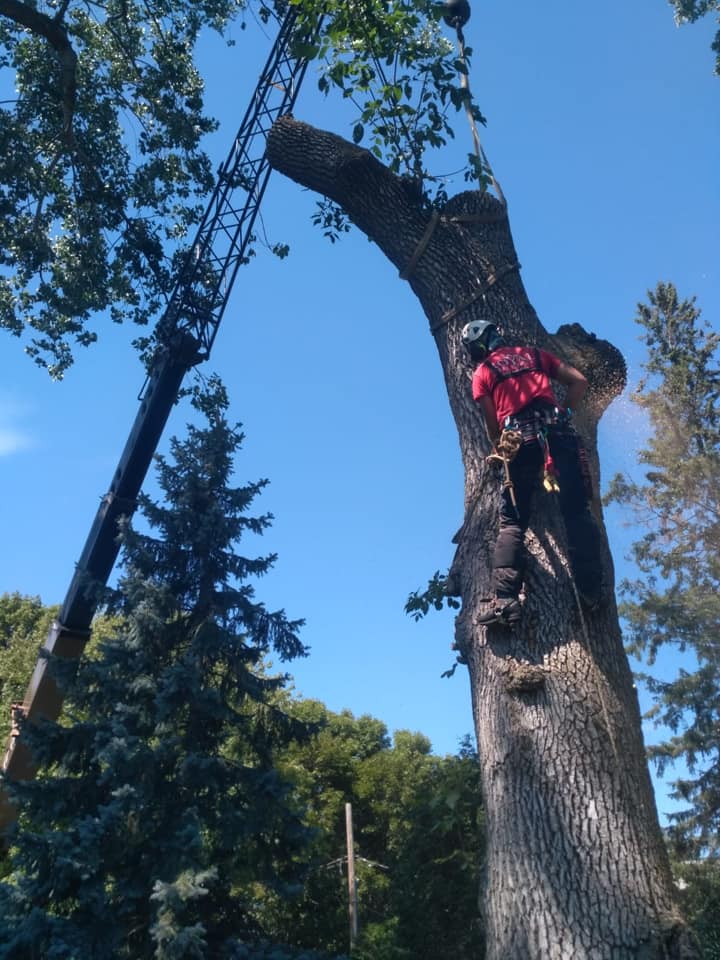 Island Arborist Tree Service | 99 Long Point Rd, North Rustico, PE C0A 1X0, Canada | Phone: (902) 218-4849