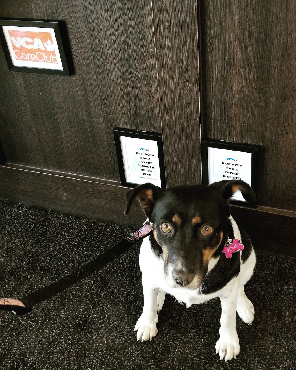VCA Canada 17th Avenue Animal Hospital | 233 17 Ave SW, Calgary, AB T2S 0A4, Canada | Phone: (403) 228-4165
