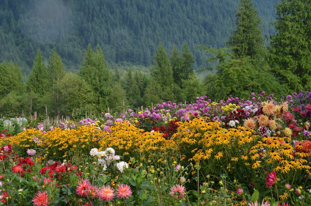 Shangrila Farm | 13842 Spratt Rd, Fraser Valley F, BC V2V 4J1, Canada | Phone: (604) 998-7843