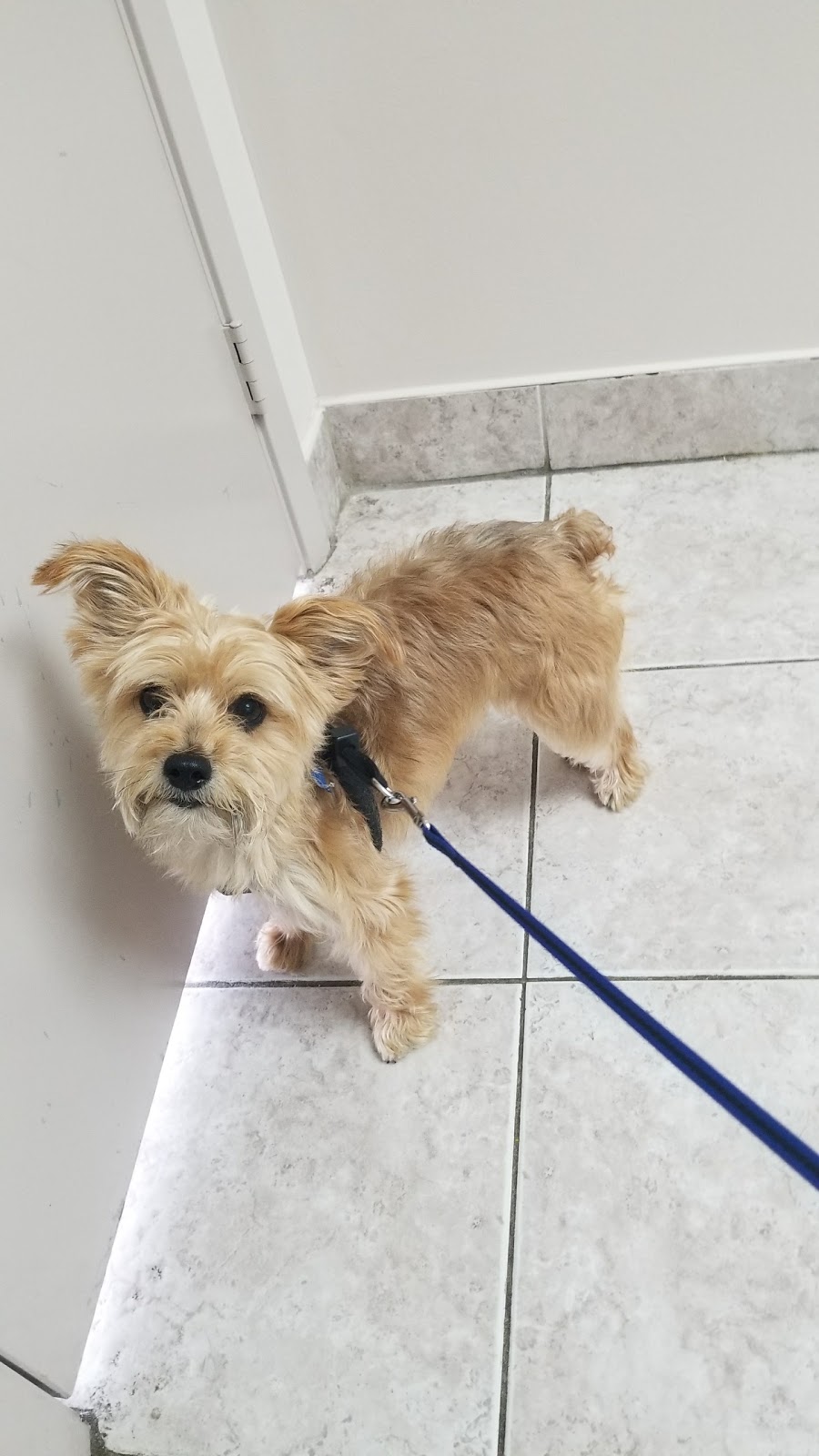 Eglinton-Hwy 10 Veterinary Clinic | 295 Eglinton Ave E, Mississauga, ON L4Z 3K6, Canada | Phone: (905) 890-7964