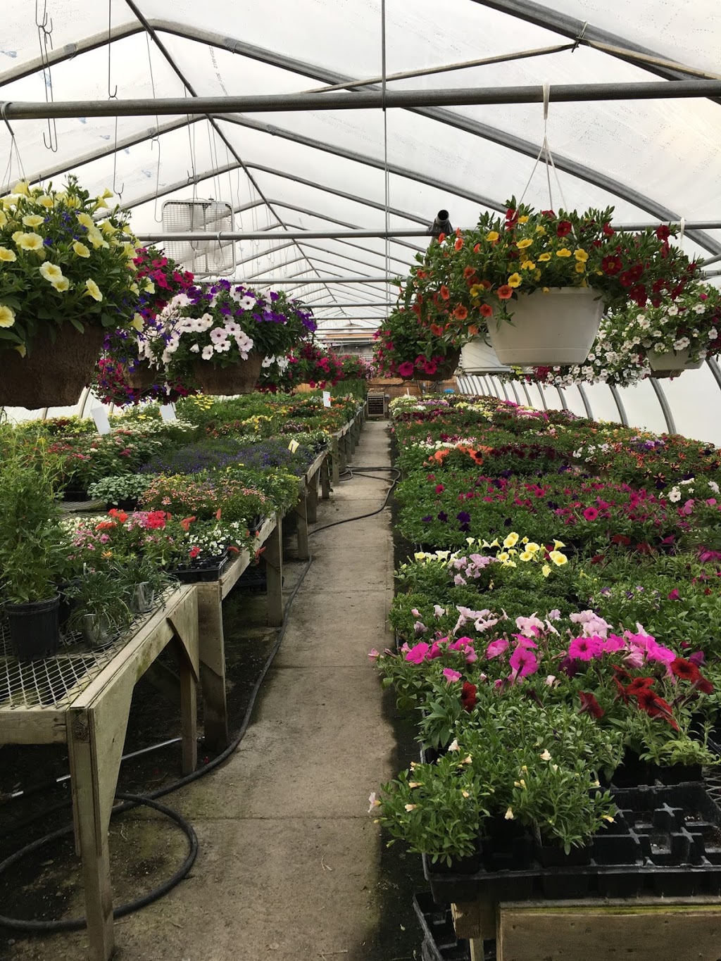 Country Gardens Nursery | 20771 Nova Scotia Trunk 2, Shubenacadie East, NS B0N 2H0, Canada | Phone: (902) 758-2882