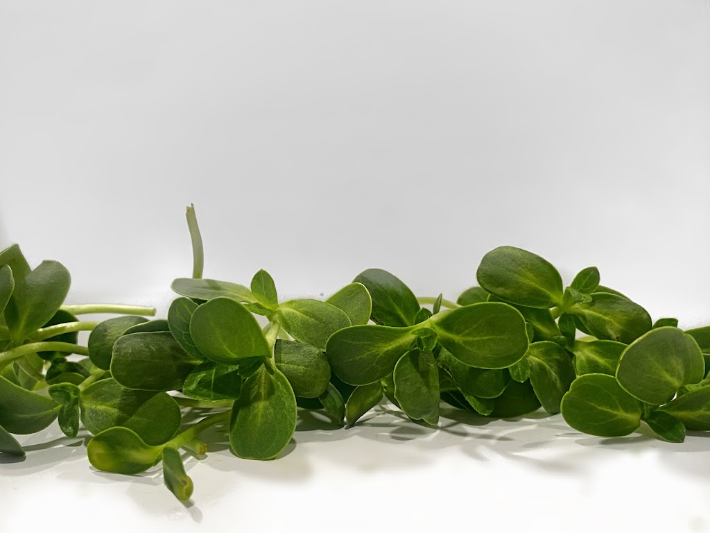 Seriously Green Farms | 2 glen ave, St. Catharines, ON L2S 1L1, Canada | Phone: (416) 807-8377