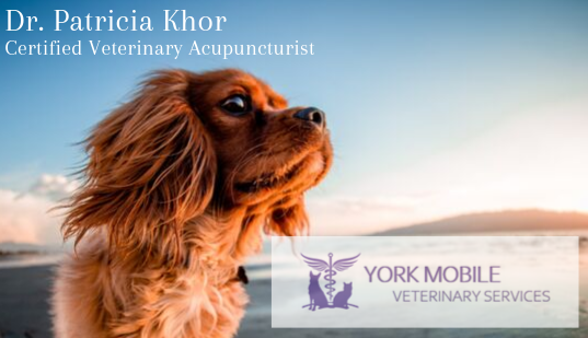 York Mobile Veterinary Services | corner of mccowan rd and, Major Mackenzie Dr E, Markham, ON L6C 2L1, Canada | Phone: (647) 953-0709