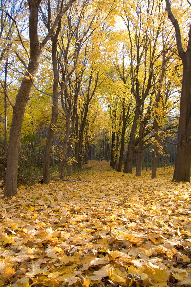 Hinder Property | Willowdale, Toronto, ON, Canada