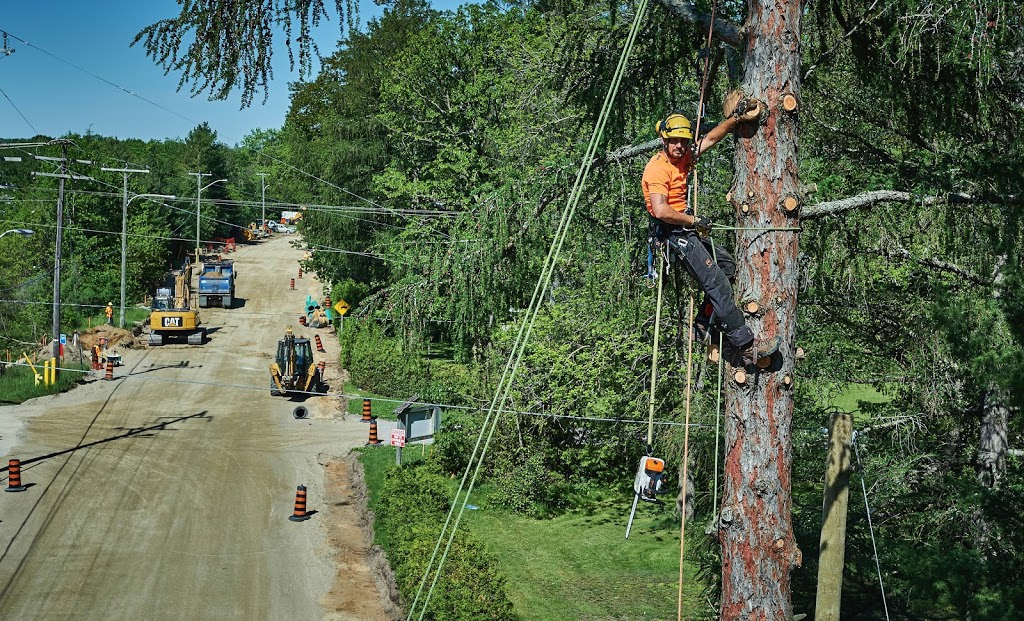 Pro Tree Service | 8071 4 Line, Angus, ON L0M 1B0, Canada | Phone: (705) 424-1141