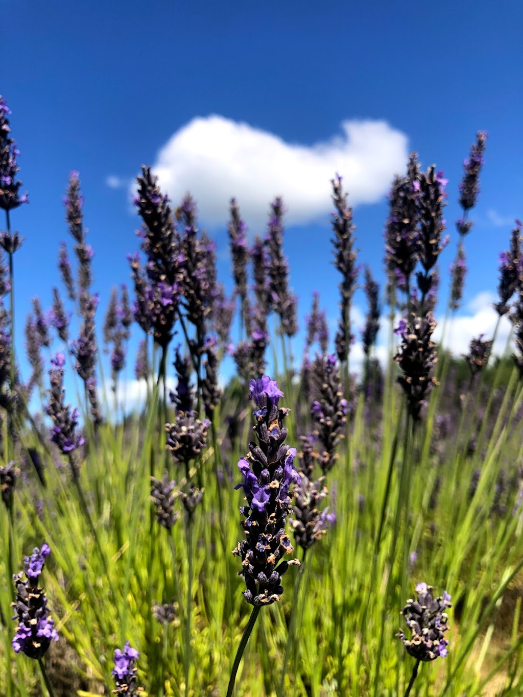 Botanical Specialties | 41525 Henderson Rd, Lindell Beach, BC V2R 4X6, Canada | Phone: (604) 824-2833