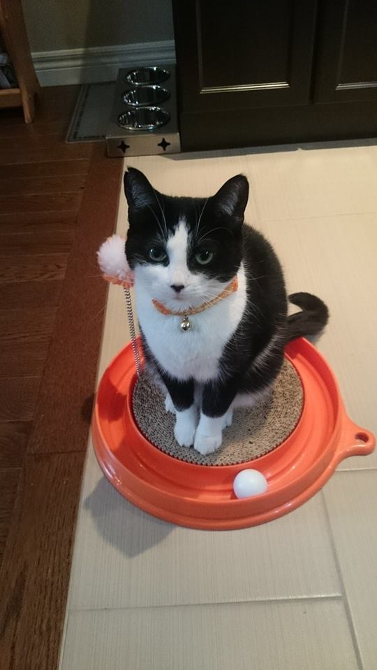 Paws Away | 97 Fairgreen Close, Cambridge, ON N1T 1T7, Canada | Phone: (519) 880-5225