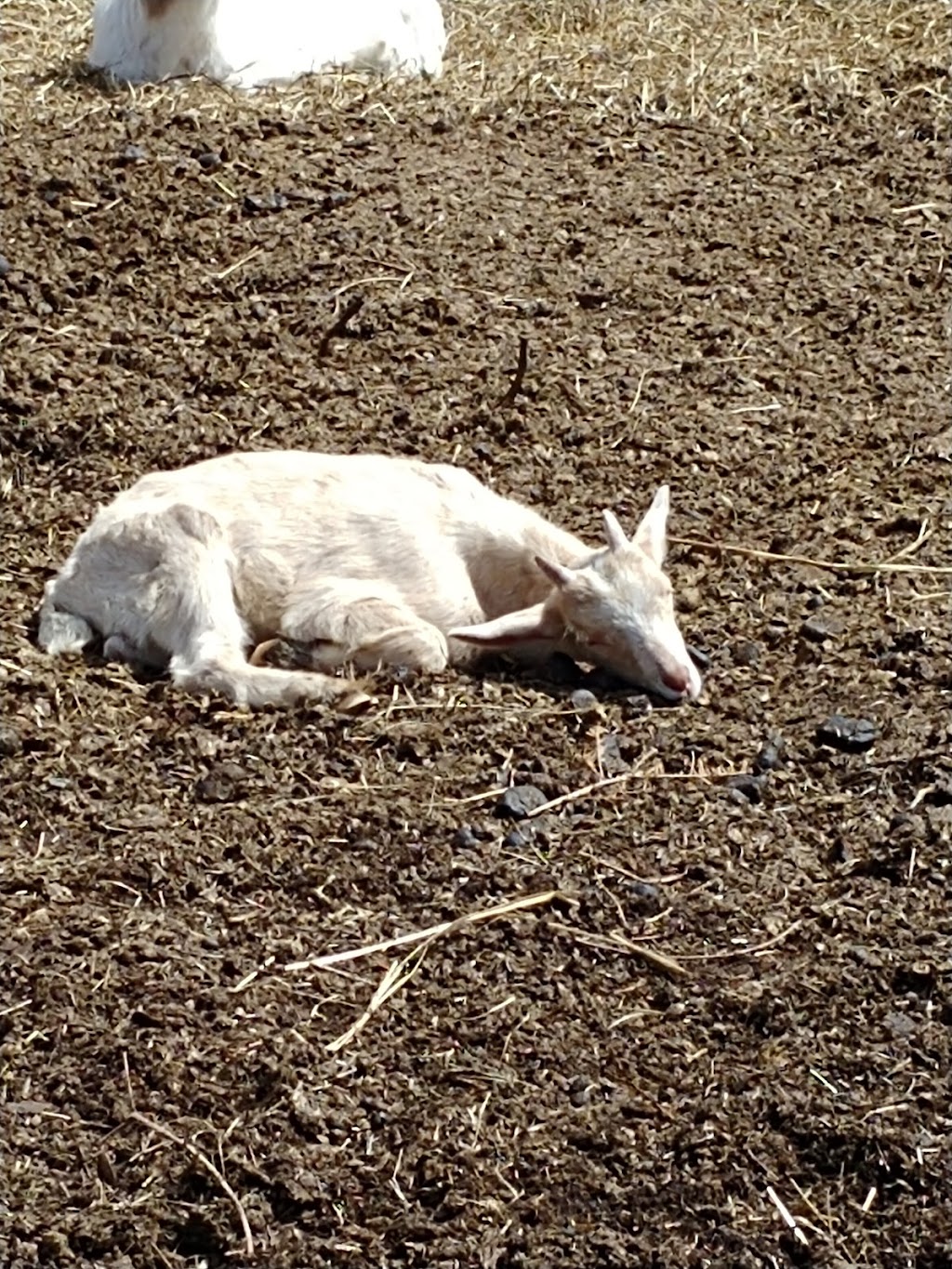 Second Chance Ranch Canada Inc | 6038 2, Odessa, ON K0H 2H0, Canada | Phone: (613) 532-0341