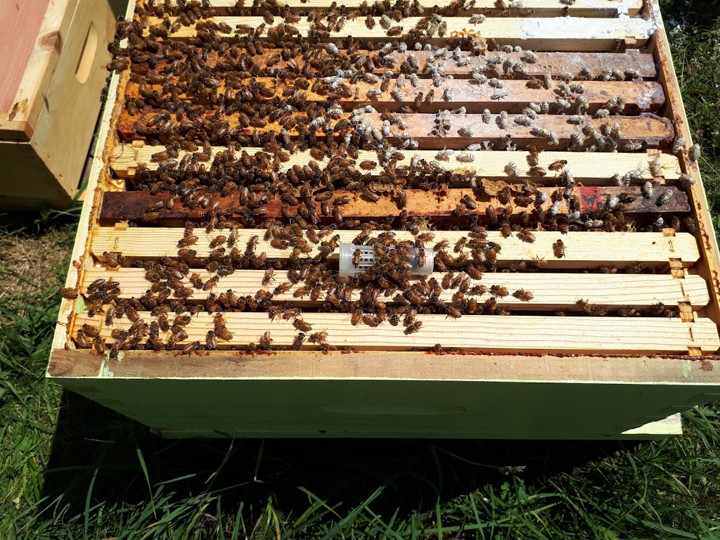 Lacelles Apiary & Beekeeping Supplies | 126 Spruce Dr, Carleton Place, ON K7C 3P1, Canada | Phone: (613) 253-0566