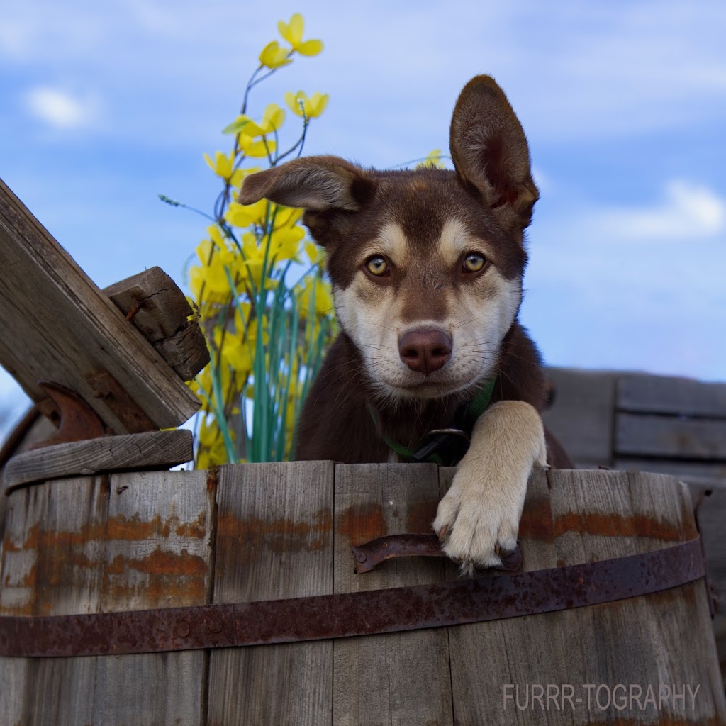 FURRR-TOGRAPHY (Pet Photographer) | 4423 47 St, Gibbons, AB T0A 1N0, Canada | Phone: (780) 923-3558