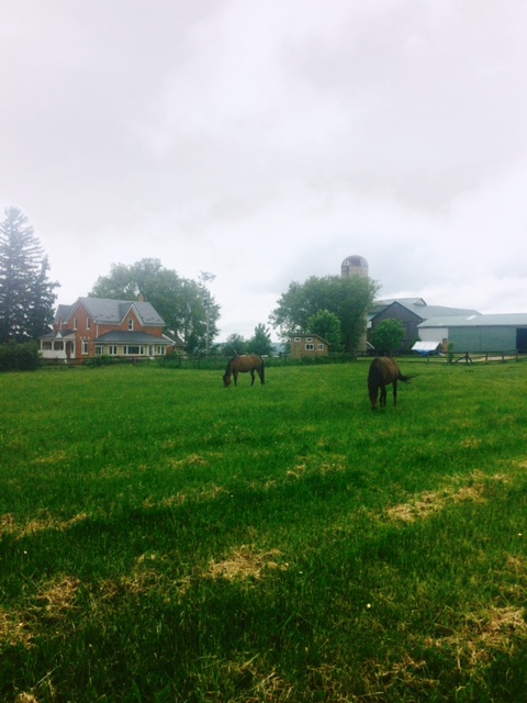 Dark Star Farm | 065053 Side Rd 4, Meaford, ON N4L 1W5, Canada | Phone: (705) 444-4415