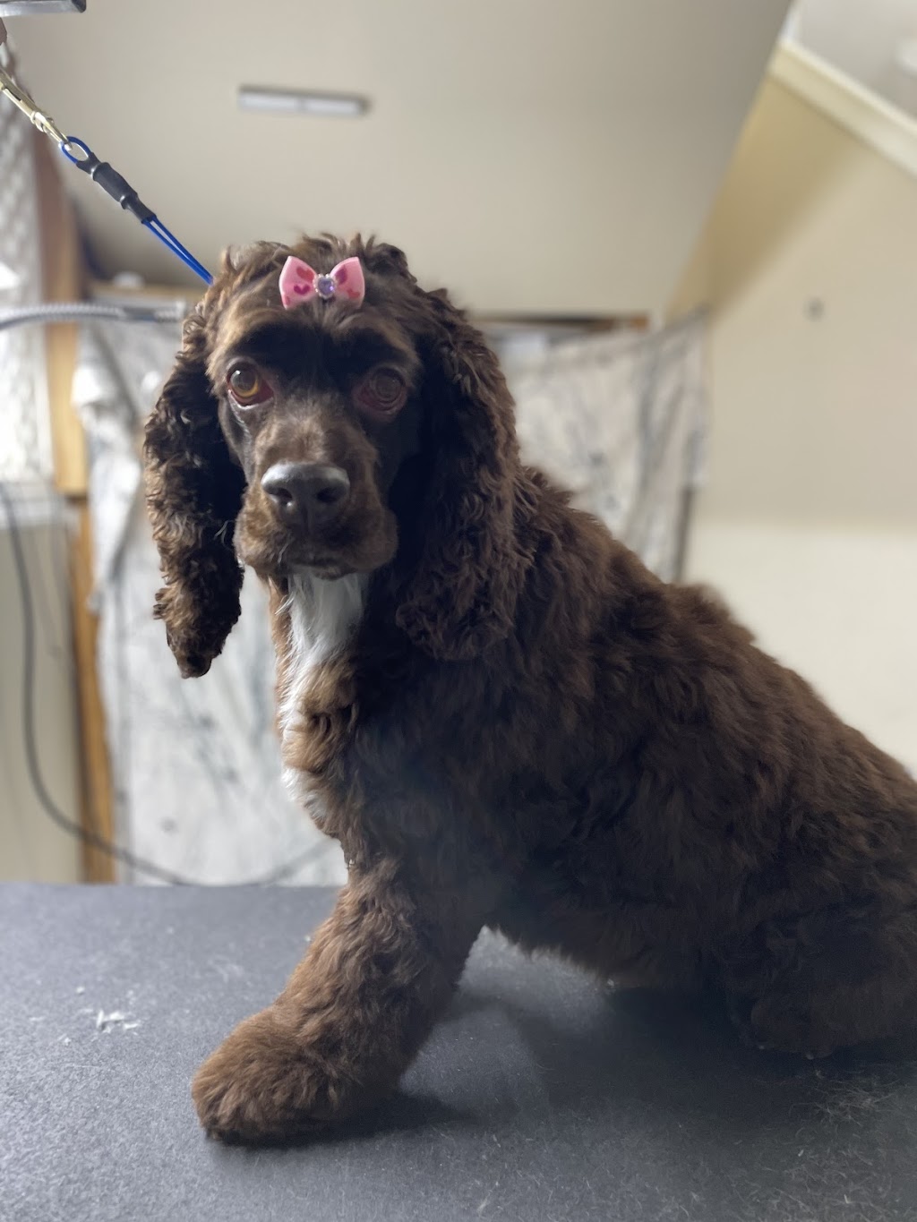 Top knotch companion dog grooming | 404 2 Ave, Keoma, AB T4A 1G6, Canada | Phone: (403) 700-8486