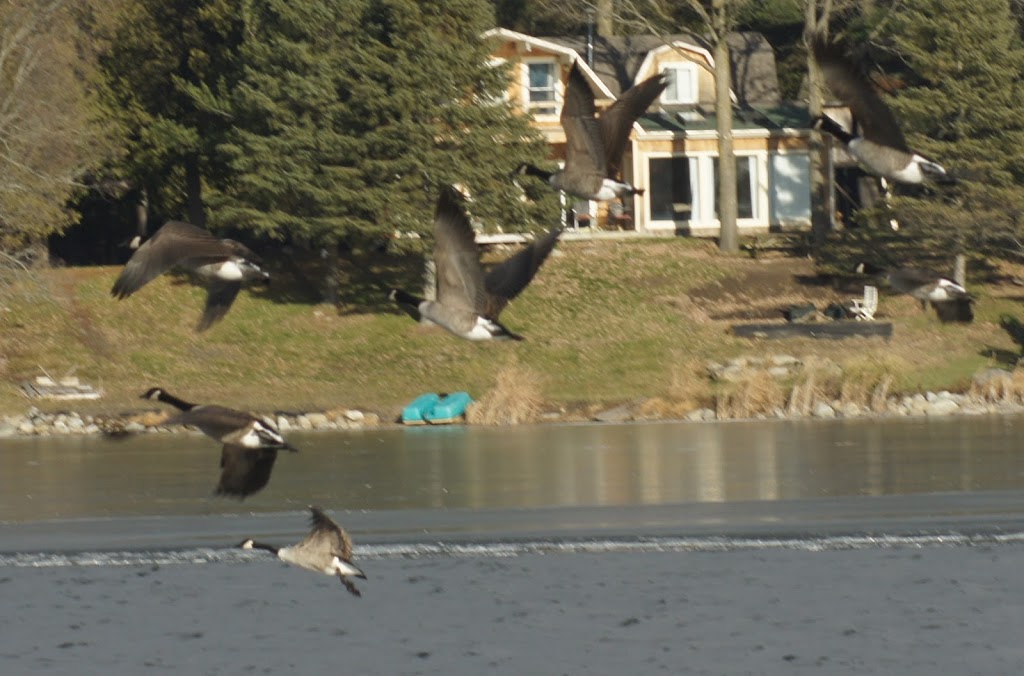 Constance Lake Lodge | 175 Constance Lake Rd, Kanata, ON K2K 1X7, Canada | Phone: (613) 832-2097