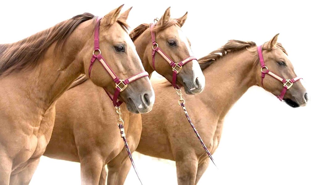 Saddle Creek Ranch Ltd | 22347 Wye Rd, Sherwood Park, AB T8C 1H7, Canada | Phone: (780) 907-9577