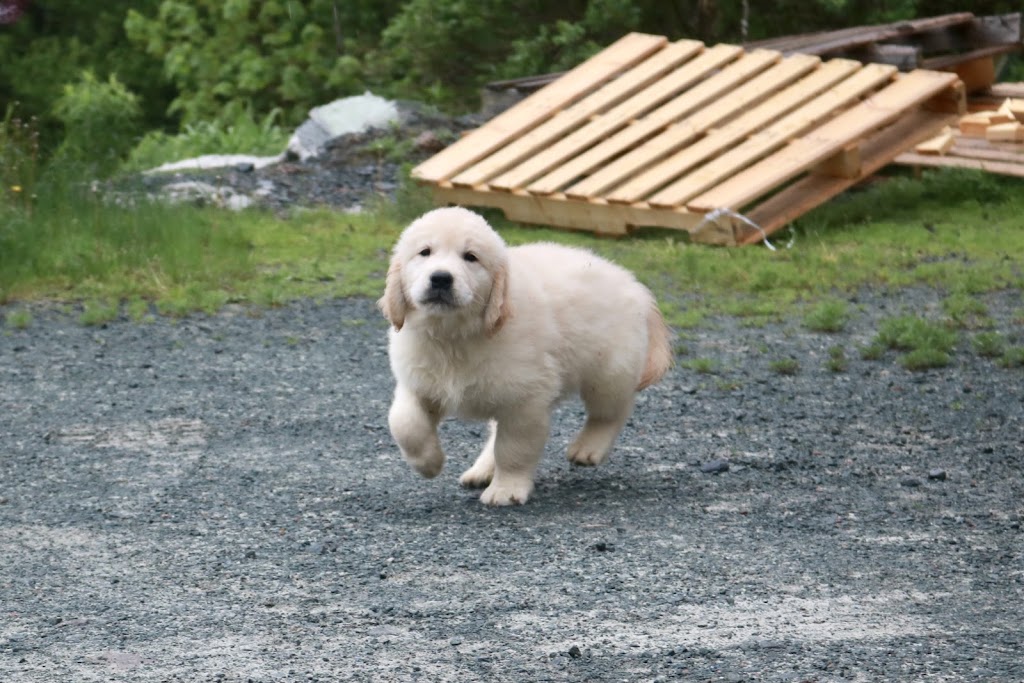 Roaming Rovers Dog Kennels Inc. | 265 Holland Rd, Fletchers Lake, NS B2T 1A1, Canada | Phone: (902) 497-5191