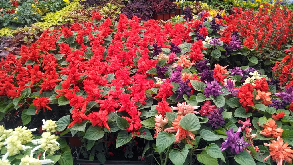 Centre De Jardin Brossard Inc | 6305 Grande Allée, Brossard, QC J4Z 3H6, Canada | Phone: (450) 443-2299