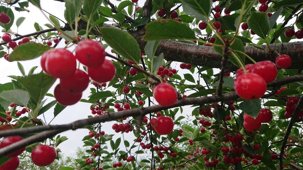20 Valley Harvest Farms (Only Open In July) | 4235 Fifteenth St, Jordan Station, ON L0R 1S0, Canada | Phone: (905) 562-5272
