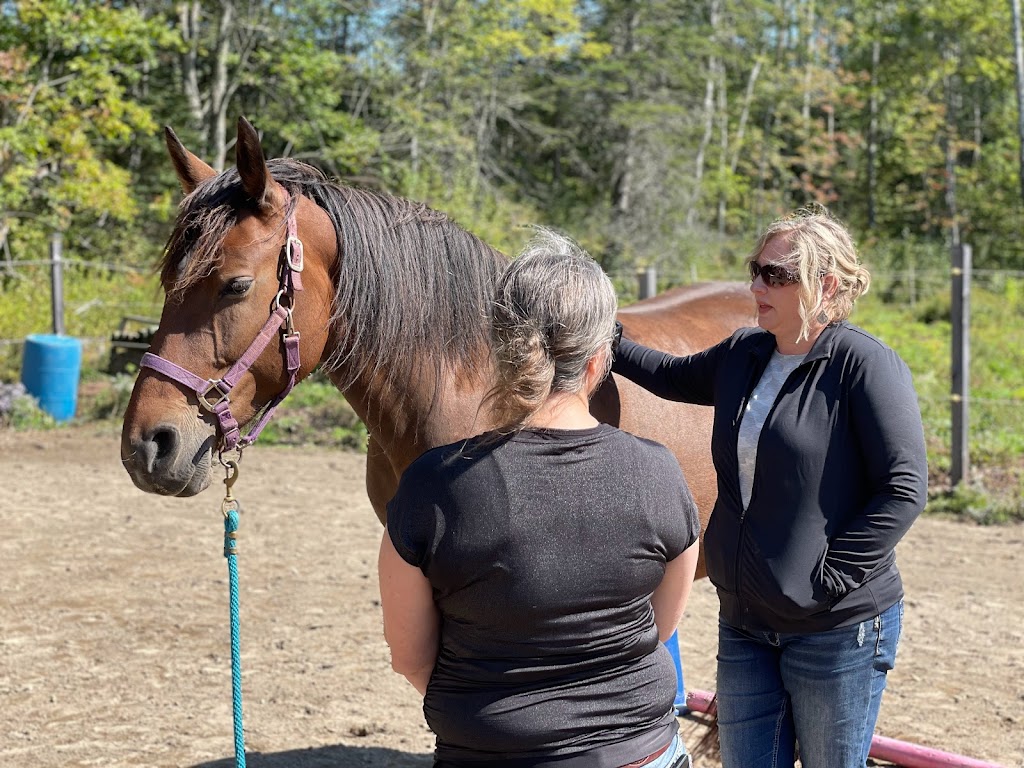 Equine Connection - The Academy of Equine Assisted Learning | 264039a Township Rd 224, Carseland, AB T0J 0M0, Canada | Phone: (403) 560-1153