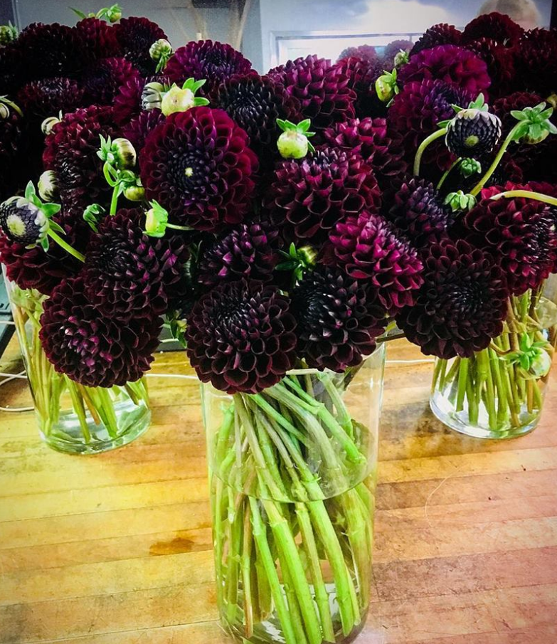Black-Eyed Susans | 410 Adelaide St W Unit 106, Toronto, ON M5V 1S8, Canada | Phone: (416) 361-3500