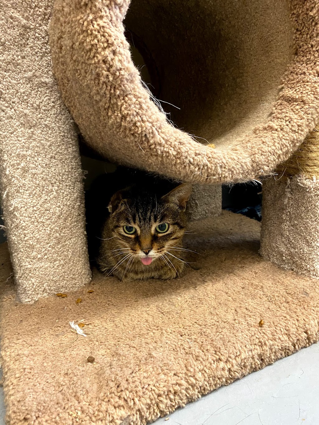 Upper Credit Humane Society | 5383 Trafalgar Rd, Erin, ON N0B 1T0, Canada | Phone: (519) 833-2287