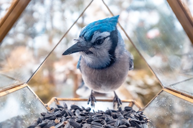 Moore Birdfeeders | 316224 Highway 6, Chatsworth, ON N0H 1G0, Canada | Phone: (519) 221-7247